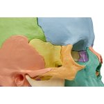 Osteopathic skull model, 22 part, didactical version - EZ Augmented Anatomy