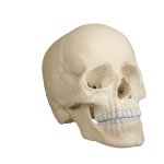 Osteopathic skull model, 22 part, anatomical version - EZ...