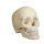 Osteopathic skull model, 22 part, anatomical version
