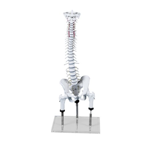 Spine model for demonstration of malpositions