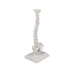 Miniature spine model