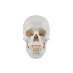 Skull model, 3 parts