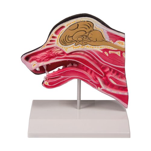Median section of a dog head