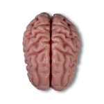 Anatomisches Gehirn-Modell, 5-tlg