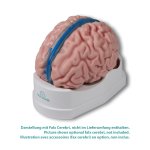 Anatomical Brain Model, 5-part