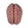 Anatomisches Gehirn-Modell, 5-tlg