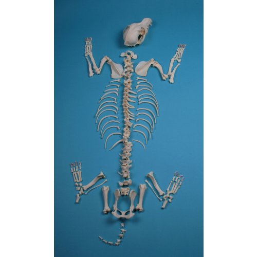 Dog Skeleton, unassembled, middle size dog