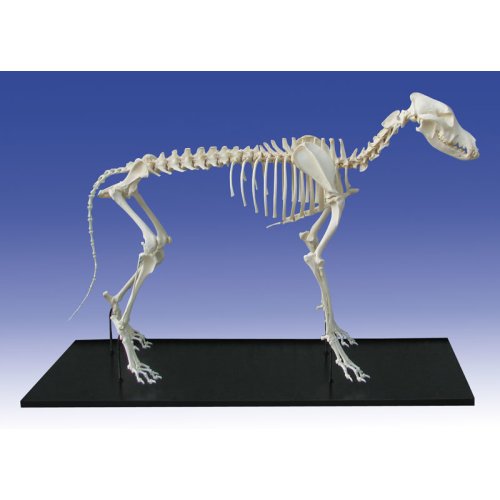 Dog Skeleton, assembled, small size dog