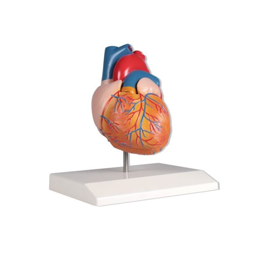 Heart model, life-size, 2 parts - EZ Augmented Anatomy