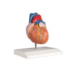 Heart model, life-size, 2 parts