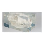 Dog skull in plastic block