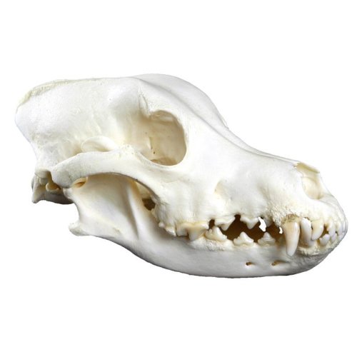 Dog Skull, big size