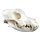 Dog Skull, big size