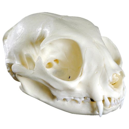 Cat Skull (Felis Catus, Replica)