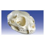 Cat Skull (Felis Catus, Replica)