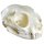 Cat Skull (Felis Catus, Replica)