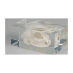 Cat skull in plastic block
