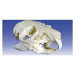 Guinea pig skull