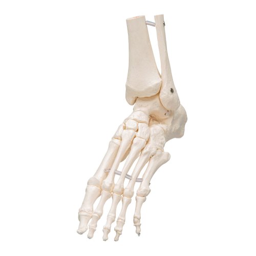 PVC-Kunststoff Pädagogisches Fußskelett Anatomisches Modell für Unterricht 