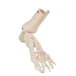 Fußskelett-Modell mit Schien- & Wadenbeinstumpf, elastisch montiert - 3B Smart Anatomy