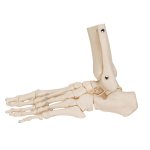 Foot &amp; Ankle Skeleton Model, Elastic Mounted - 3B Smart Anatomy