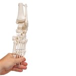 Foot & Ankle Skeleton Model, Elastic Mounted - 3B Smart Anatomy