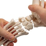 Fu&szlig;skelett-Modell mit Schien- &amp; Wadenbeinstumpf, elastisch montiert - 3B Smart Anatomy