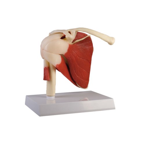 Shoulder joint model, life-size, with muscles