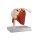 Schultergelenk-Modell mit Muskulatur, nat&uuml;rliche Gr&ouml;&szlig;e - EZ Augmented Anatomy