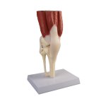 Knee joint model, life-size, with muscles