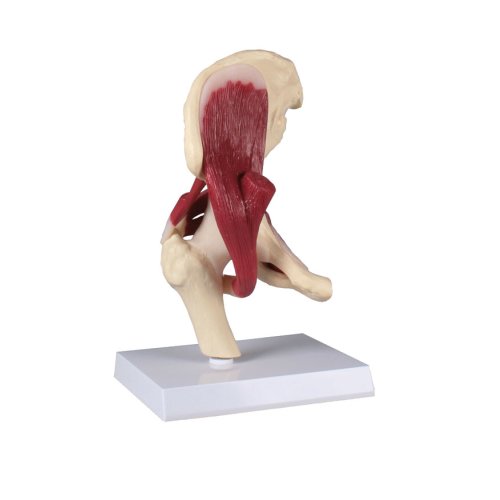 Hip joint model, life-size, with muscles