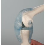 Knee joint model with ligaments on stand