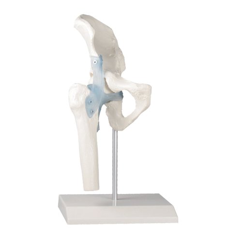 Hip joint model with ligaments on stand