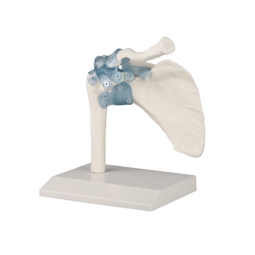 Shoulder joint model with ligaments on stand