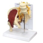 Muscled Hip Model with Sciatic Nerve