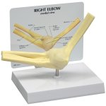 Basic Elbow Model