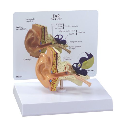 Vergrößerung 1,5x Mensch Ohrgelenk Außen Innenohr Anatomie Modell Mitte 