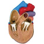 3-Mini Heart Model Set
