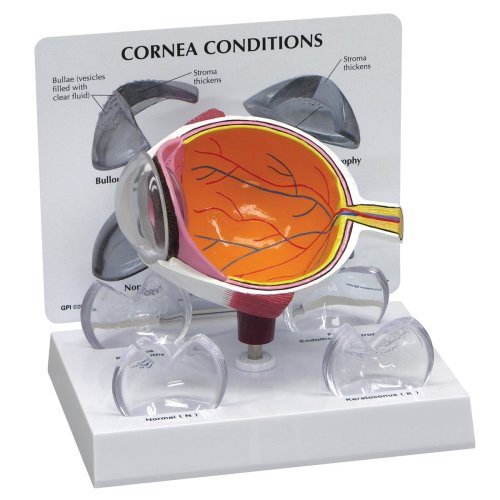 Cornea Eye Cross Section Model
