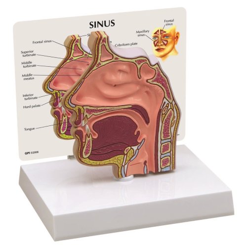 Sinus cross section Model