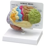 Half Brain Model