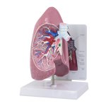 Lungen-Modell