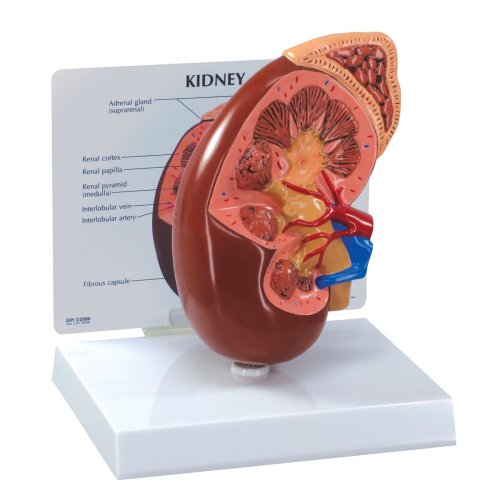 Normal Kidney Model