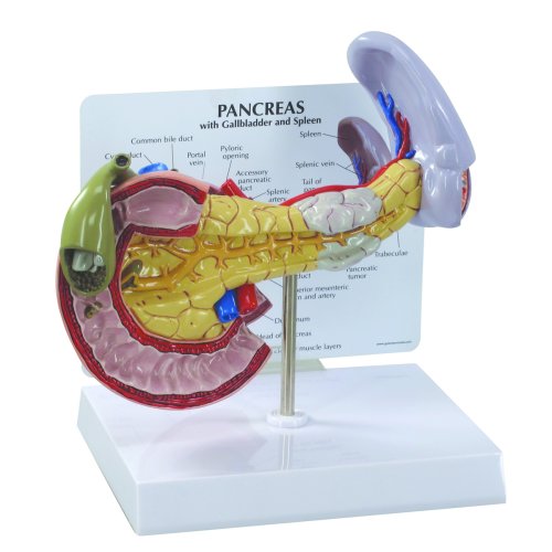 Pankreas-Modell