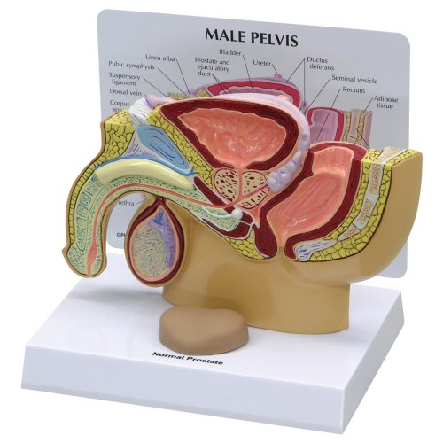 Becken-Modell männlich mit Prostata