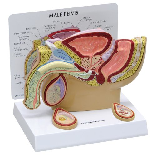 Male Pelvis Model with Testicles