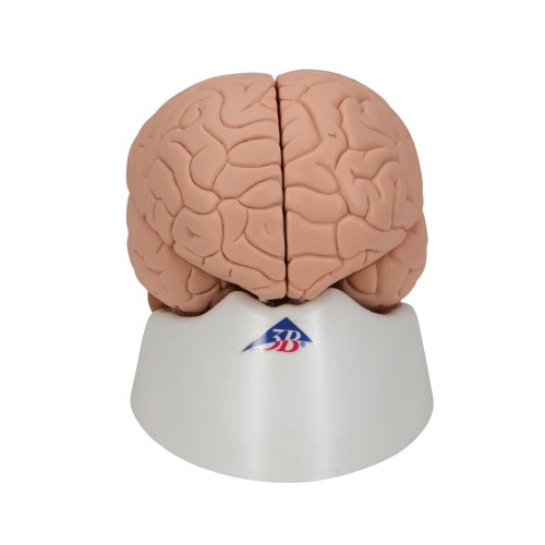 Gehirn-Modell, 2-tlg - 3B Smart Anatomy