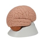 Brain Model, 2 part - 3B Smart Anatomy