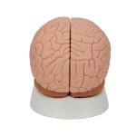 Brain Model, 2 part - 3B Smart Anatomy