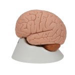 Gehirn-Modell, 2-tlg - 3B Smart Anatomy